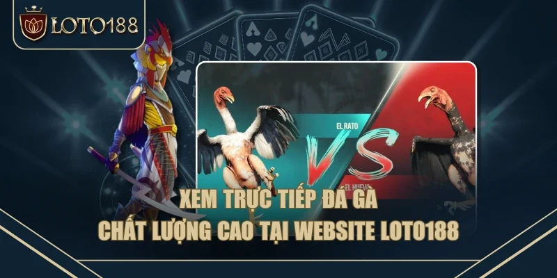 Xem Trực Tiếp Đá Gà Chất Lượng Cao Tại Website LOTO188